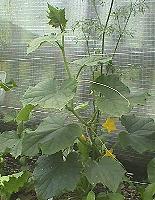 6/18���イ��