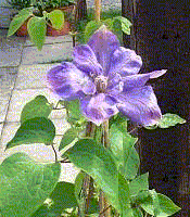 Clematis