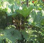 Rhabarber070700.JPG (6619 �o�C�g)