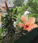 hibiskus120600.JPG (5740 �o�C�g)