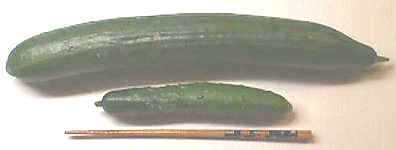 kyuuri-hikaku.JPG (5239 �o�C�g)