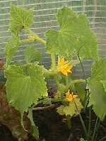 �����S���イ��