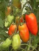 tomatoitaly3.180800